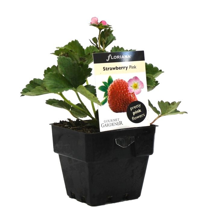 100mm Strawberry Pink Plant - Fragaria x ananassa