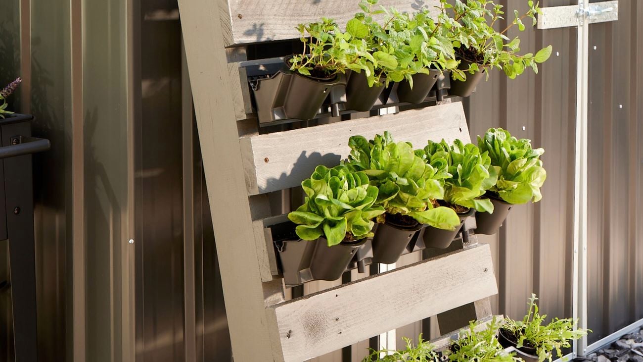 wooden pallet leaned up against a wall, holding several herb pot plants
