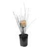 Plants for Ponds - 125mm Bare Twig Rush