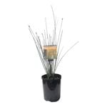 Plants for Ponds - 125mm Bare Twig Rush