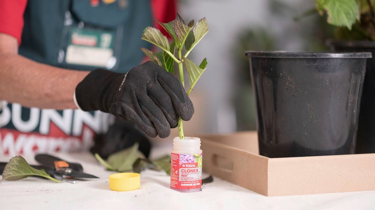 Dipping a plant cutting into Clonex rooting hormone gel.