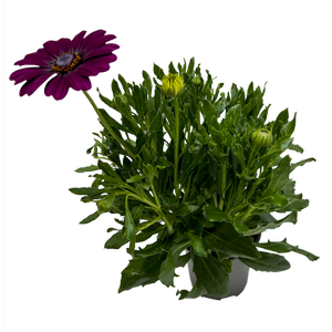130mm Osteospermum Margarita - Osteospermum ecklonis