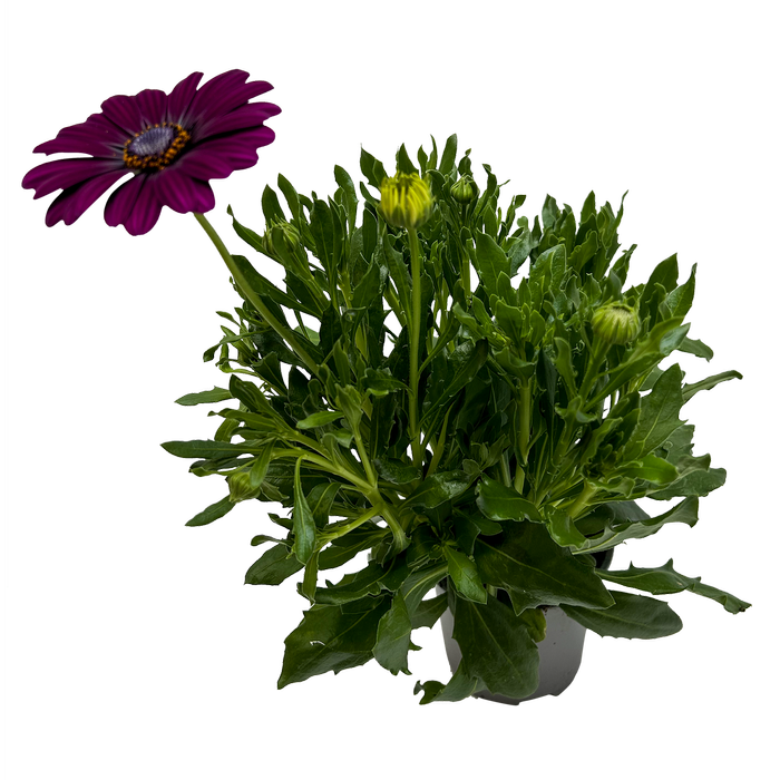 130mm Osteospermum Margarita - Osteospermum ecklonis