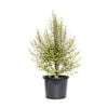 270mm Screen Between - Pittosporum tenuifolium