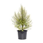 270mm Screen Between - Pittosporum tenuifolium