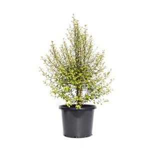 270mm Screen Between - Pittosporum tenuifolium