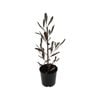 2.5L Purple Ake Ake - Dodonea viscosea Purpurea