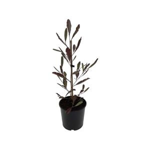 2.5L Purple Ake Ake - Dodonea viscosea Purpurea