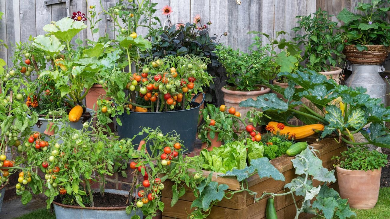A timber raised bed planted with mixed vegetables