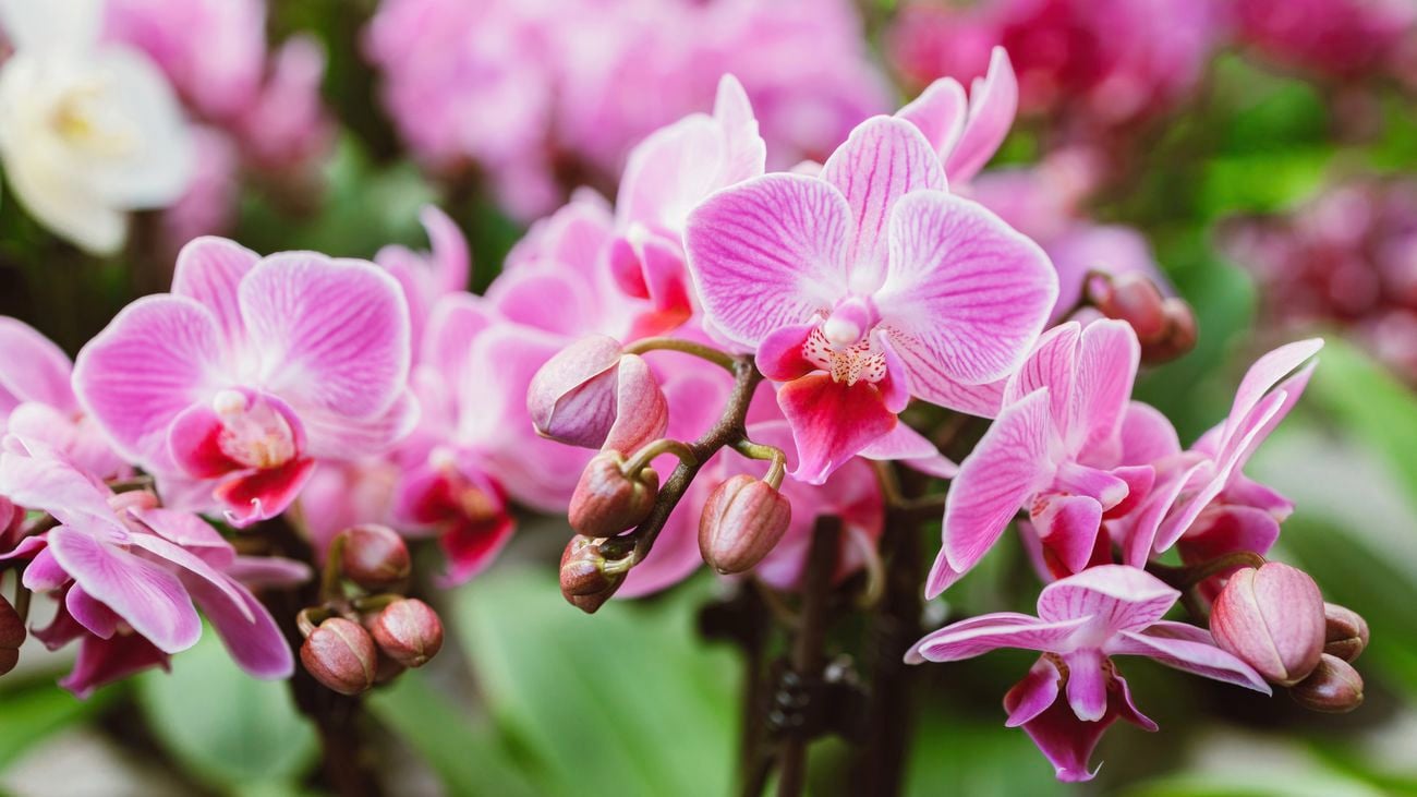 Close up of pink orchid flowers