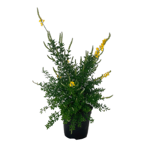 2.5L Genista - Genista yellow Imp