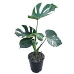 3.3L Swiss Cheese - Monstera deliciosa