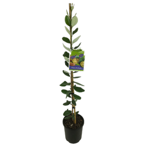 3L Feijoa Kakapo - Feijoa sellowiana - Incredible Edibles Range