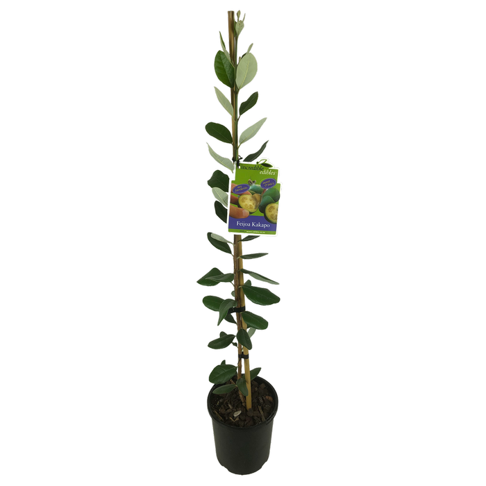 3L Feijoa Kakapo - Feijoa sellowiana - Incredible Edibles Range