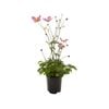 140mm Fantasy Jasmine - Anemone hybrida