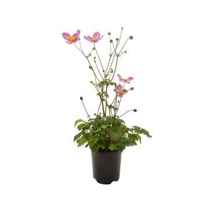 140mm Fantasy Jasmine - Anemone hybrida
