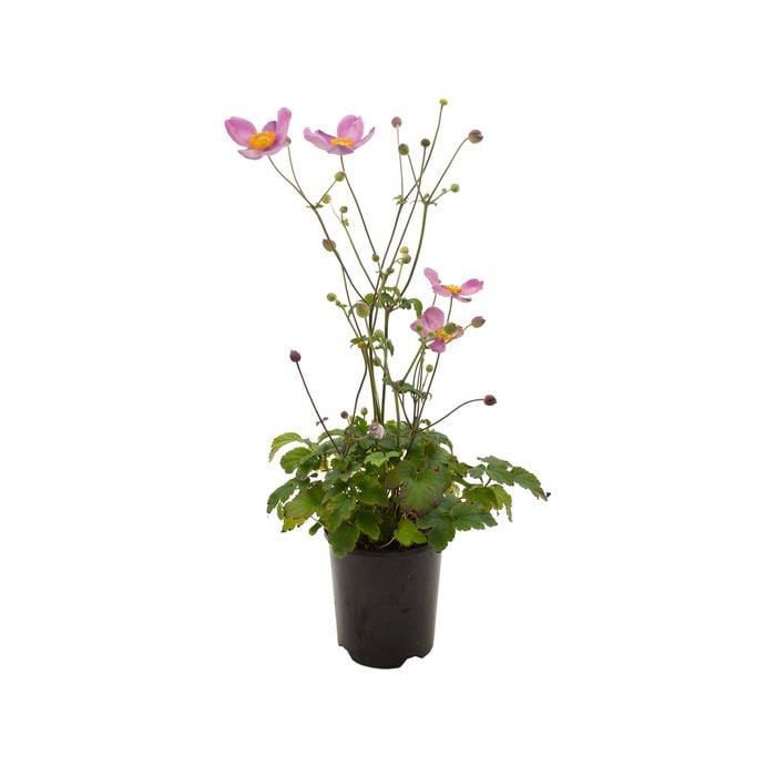 140mm Fantasy Jasmine - Anemone hybrida