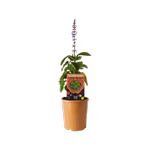 140mm Bush Basil - Plectranthus graveolens