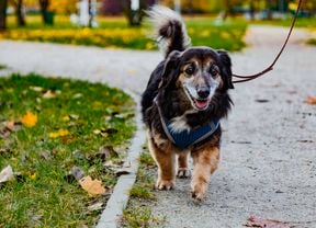 Image of a black small dog walking in a park in autumn with fallen orange leaves on the lawn and pathway, leashed, middle shot with the dog in the centre of the pictures.
