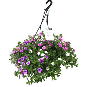270mm Marshmallow Mix Hanging Basket - Festival Combo Range
