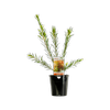 140mm Callistemon Slim - Callistemon viminalis