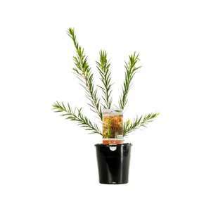 140mm Callistemon Slim - Callistemon viminalis