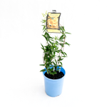 140mm Carolina Jasmine - Gelsemium sempervirens