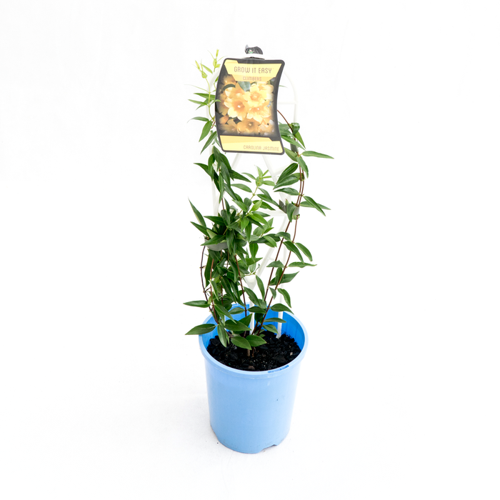 140mm Carolina Jasmine - Gelsemium sempervirens