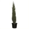 400mm Pencil Pine - Cupressus sempervirens glauca