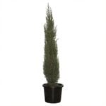 400mm Pencil Pine - Cupressus sempervirens glauca
