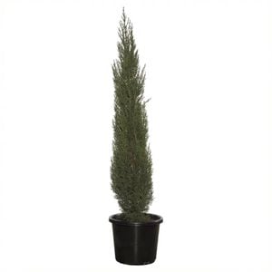 400mm Pencil Pine - Cupressus sempervirens glauca