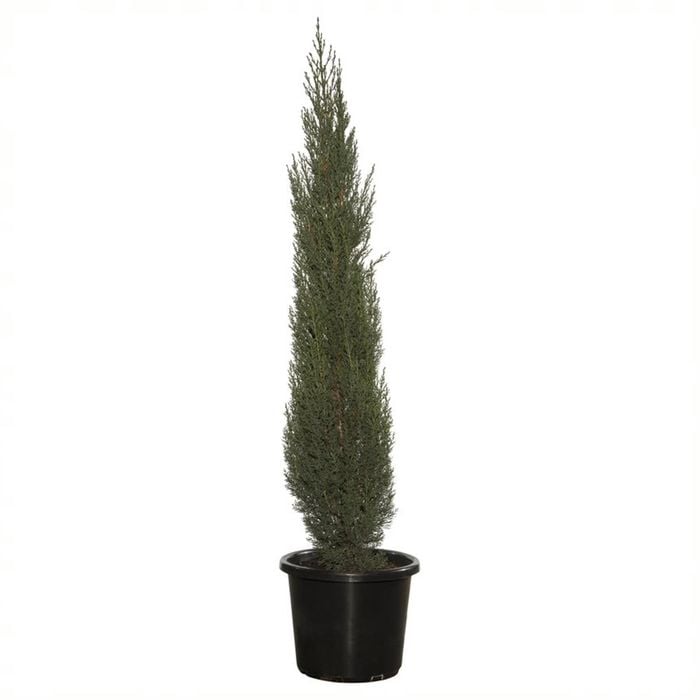 400mm Pencil Pine - Cupressus sempervirens glauca