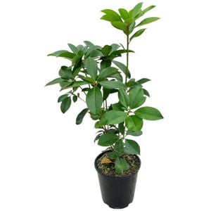 3.3L Vireya Haloed Gold - Vireya