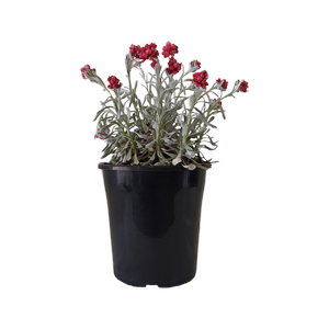 180mm Helichrysum Red Jewel - Helichrysum amorginum