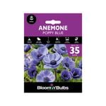 Bloomin Bulbs Anemone Poppy Blue -  Anemone coronaria - 35 Pack