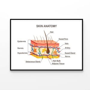 Human Skin Anatomy  Print 100% Australian Made 90x60cm  (Poster)