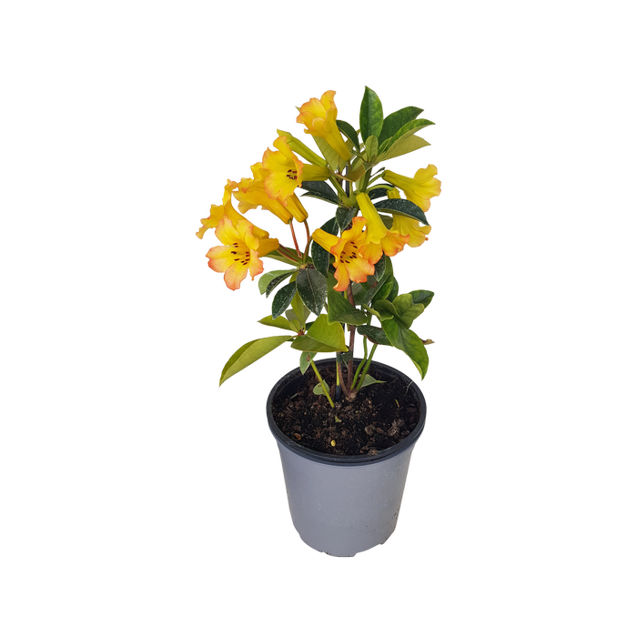 2L Vireya Haloed Gold - Rhododendron vireya