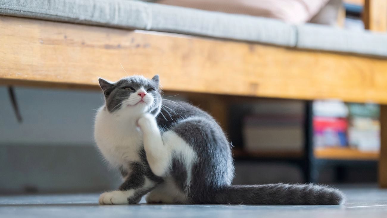 Black and white cat scratching itself next to a bed