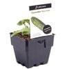 100mm Cucumber Patio Snack - Cucumis sativus - Floriana Gourmet Gardner