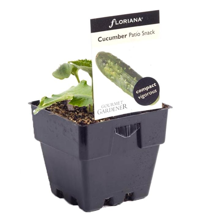 100mm Cucumber Patio Snack - Cucumis sativus - Floriana Gourmet Gardner