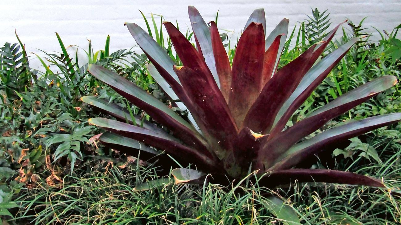 Bromeliad plant.
