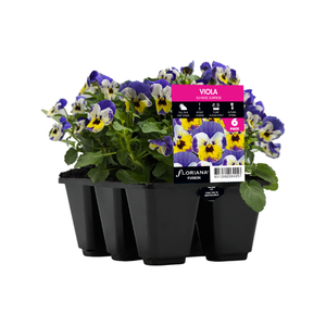 Viola Sunrise Surprise 6 cell - Viola cornuta