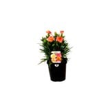 125mm Carnation Assorted - Dianthus