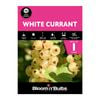 Bloomin' Bulbs White Currant - 1 Pack