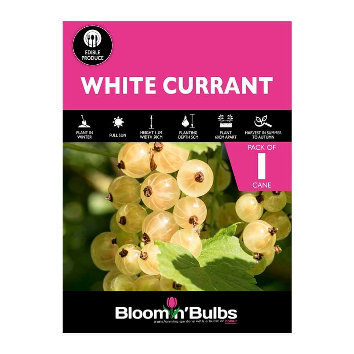 Bloomin' Bulbs White Currant - 1 Pack