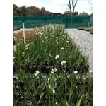 140mm Chilean Iris - Libertia formosa