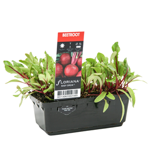 Punnet Beetroot - Beta vulgaris