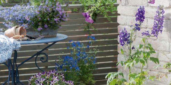 Purple and blue flowers.