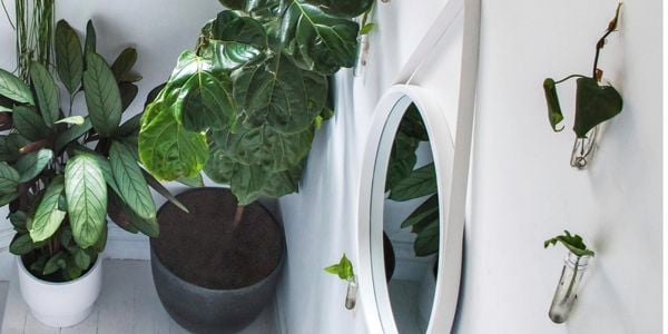 Indoor plants in a white living room