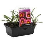 Gazania Kiss Pink Punnet - Gazania splendens